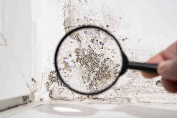 Best Emergency Mold Remediation  in Woodworth, LA